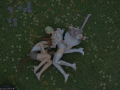 ffxiv_05032017_173632