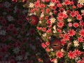 ffxiv_20062017_013911