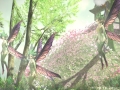 ffxiv_28062019_195416_611
